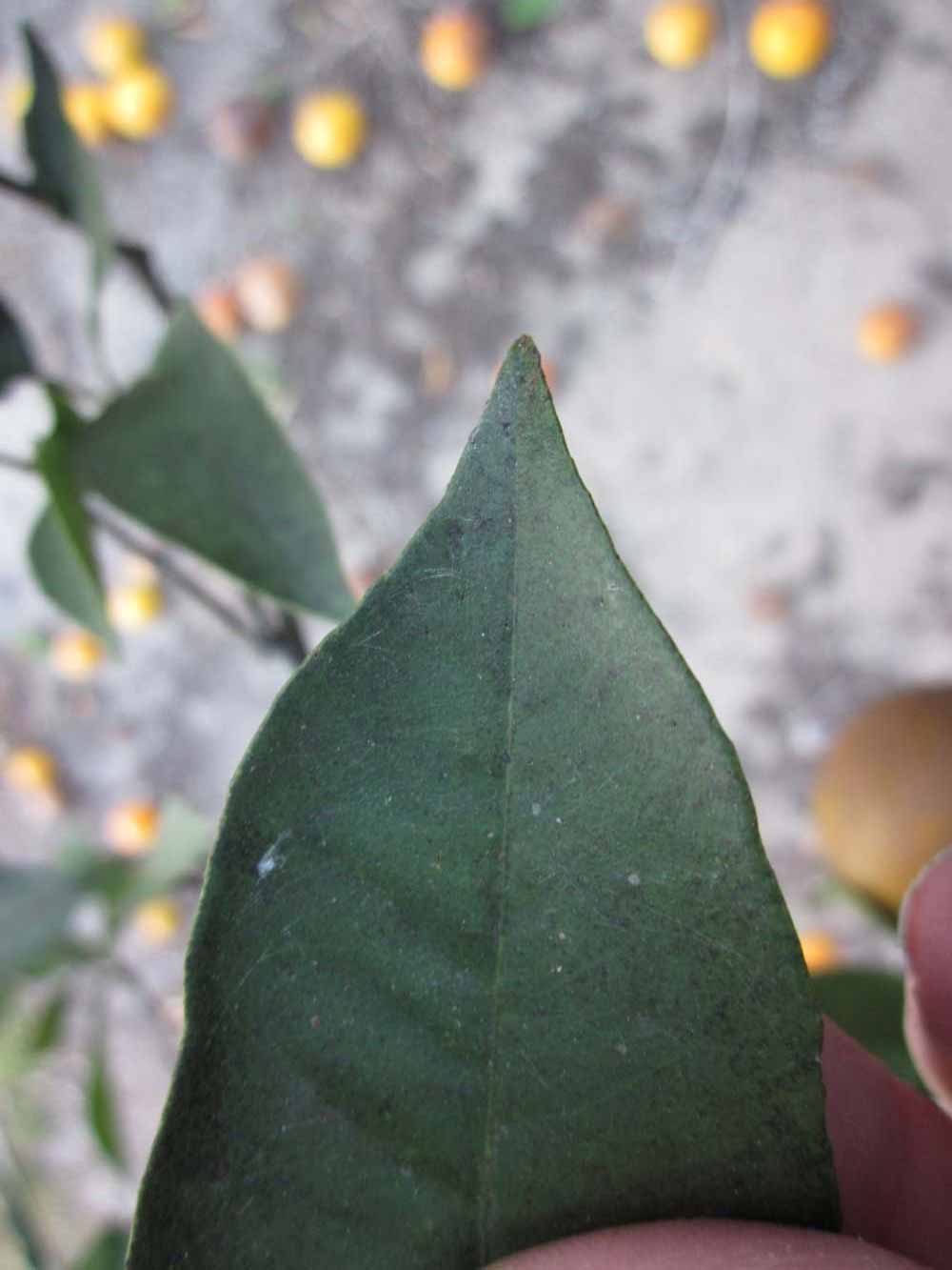              Margin (Winter Haven, FL)       